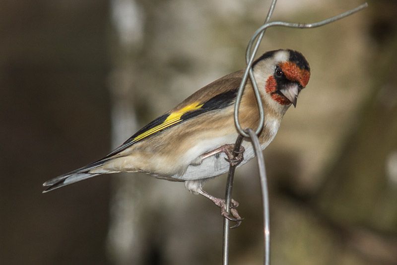 Birds-13-02-12.jpg