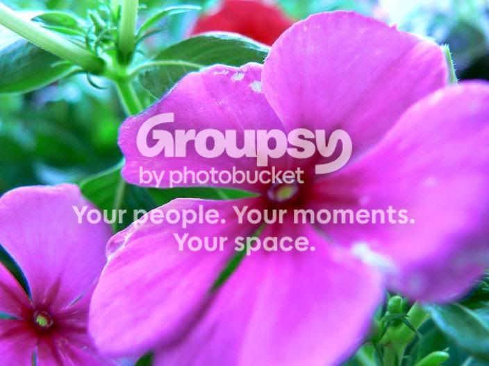 PurpleFlowersmall.jpg