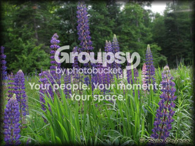IMG_5367copy.jpg