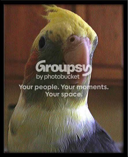 Sunnybird.jpg