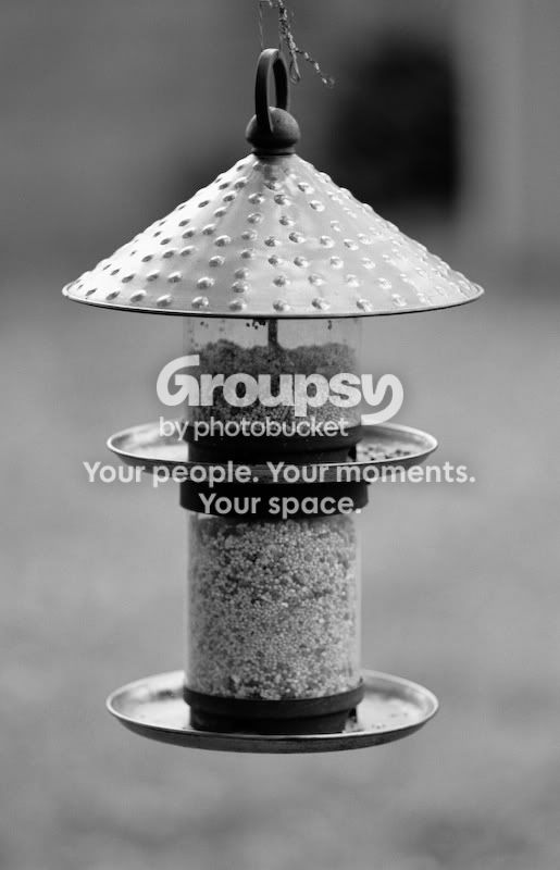 BirdFeeder-resized.jpg