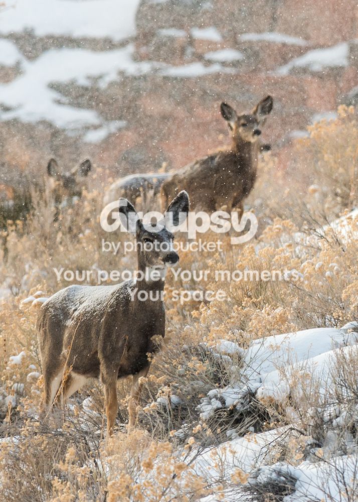 deer2_zps0a5917d3.jpg
