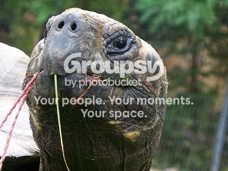 tortoise.jpg