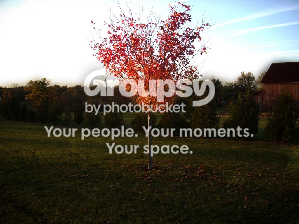 treeeee.jpg