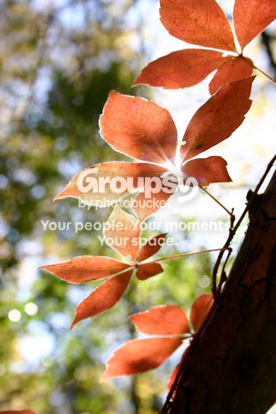 SunlightThruVine.jpg