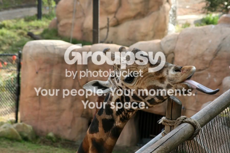 giraffetongue.jpg