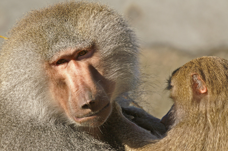zoo13.jpg