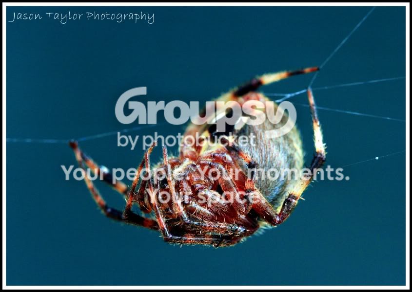spiderupsidedown.jpg