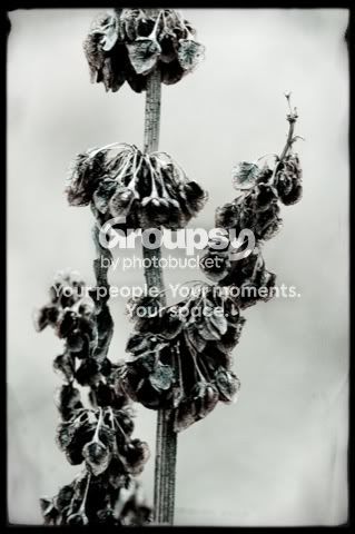copyright_jennifersmutekcom_2008-10.jpg