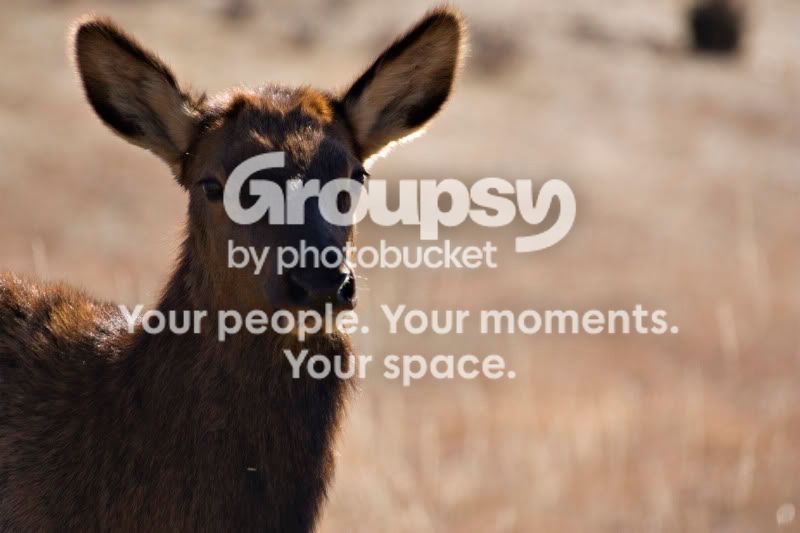 Elk.jpg
