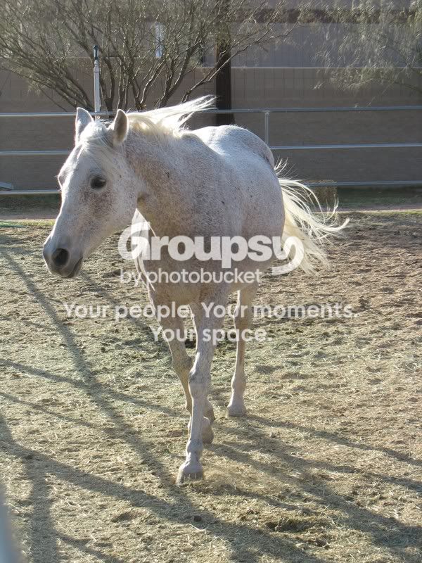 HorsesHelp071.jpg
