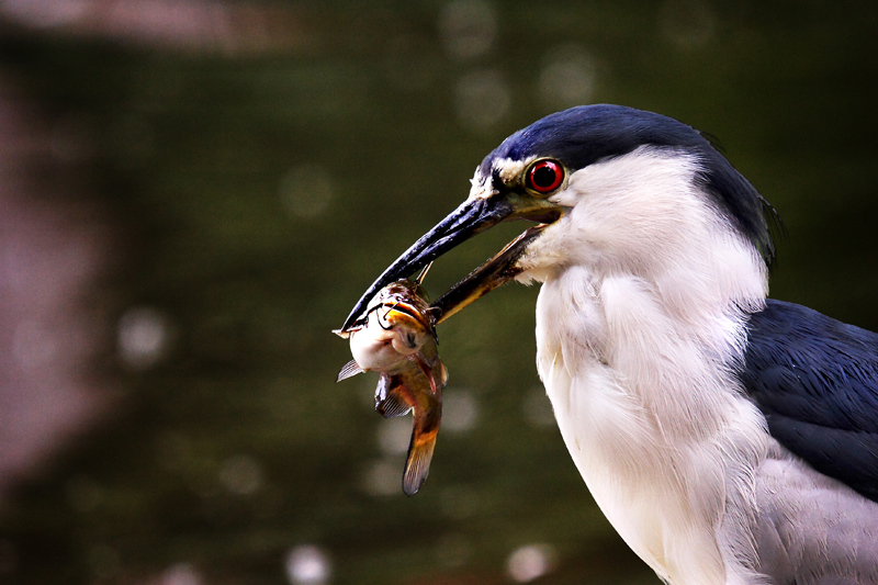 IMG_8702-X3.jpg