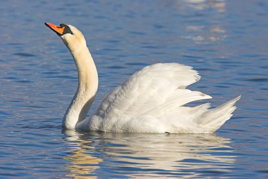 MuteSwan3.jpg