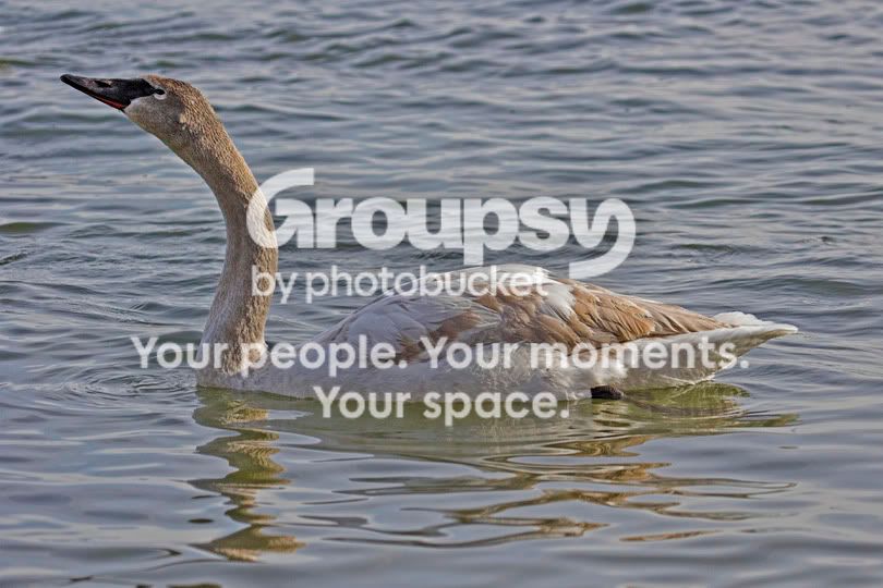 TrumpeterSwan2a.jpg