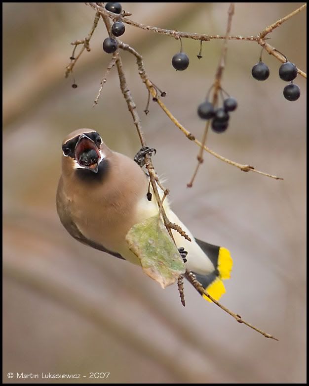 CedarWaxwing6a.jpg