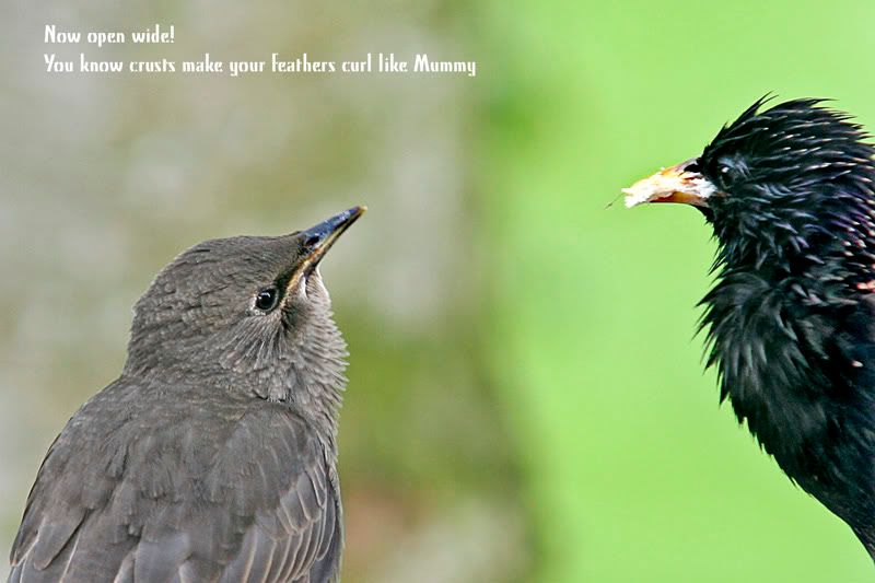 Reluctandfeeder.jpg