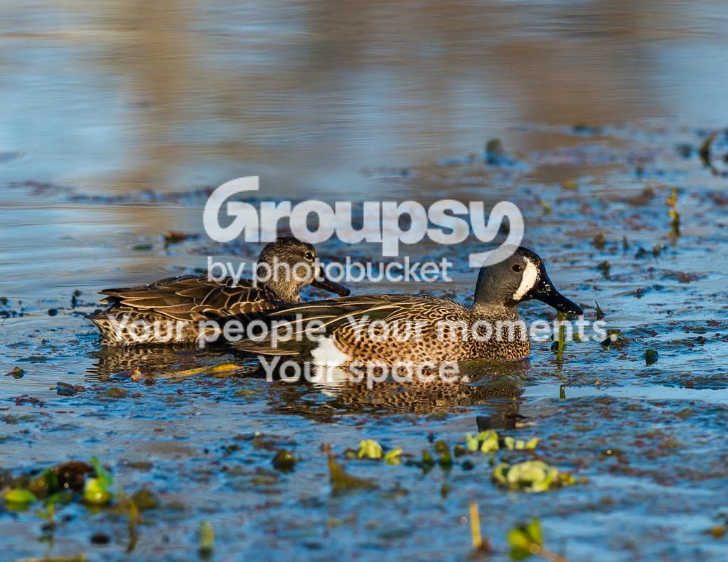 BlueWingTealMaleandFemale1_zps8e381354.jpg