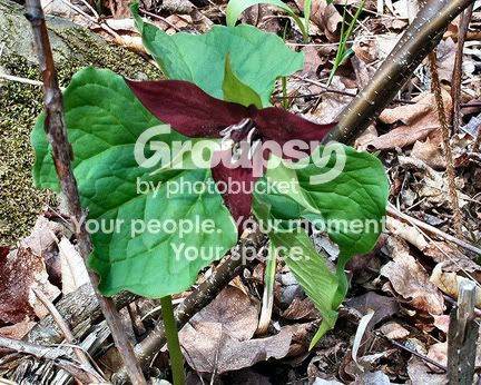 Trillium4.jpg