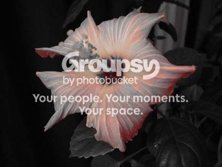 flower.jpg