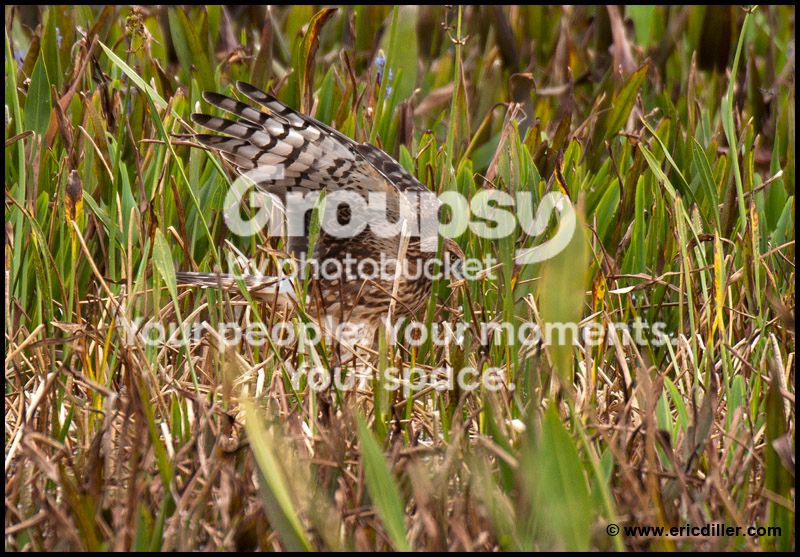 PIC_9664copy.jpg