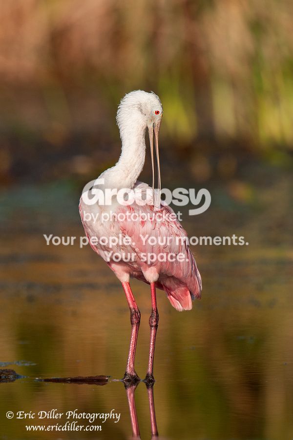_ECD9910-copy900.jpg