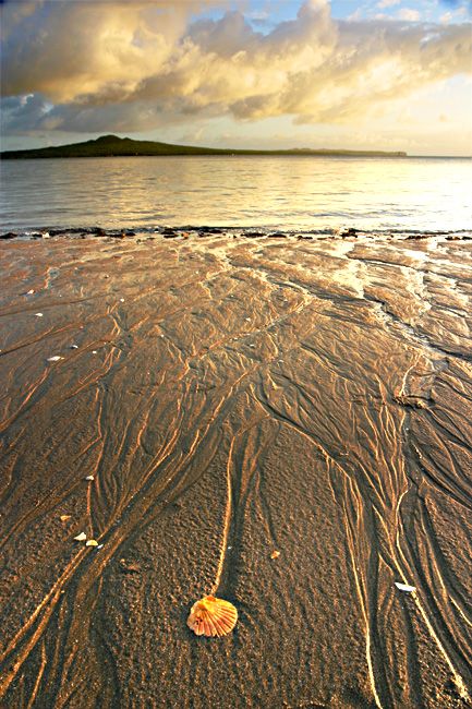 mission-bay-shell.jpg