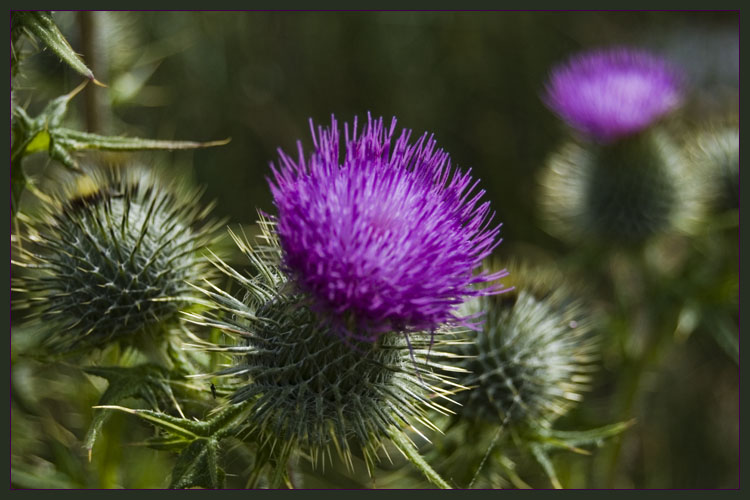 Thistle_by_Resin42.jpg