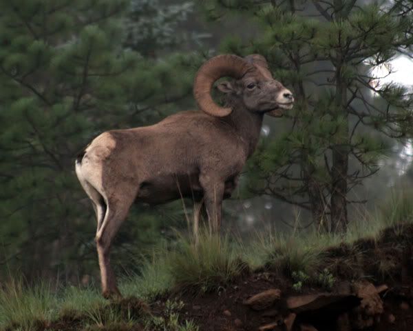 bighorn_7020-8x10share.jpg