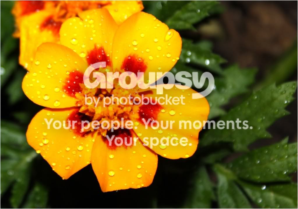 Yellowflower.jpg