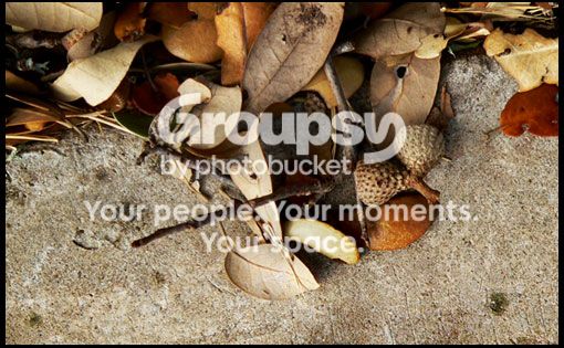 acorns.jpg