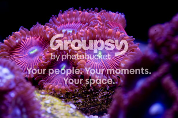 Zoas-1.png