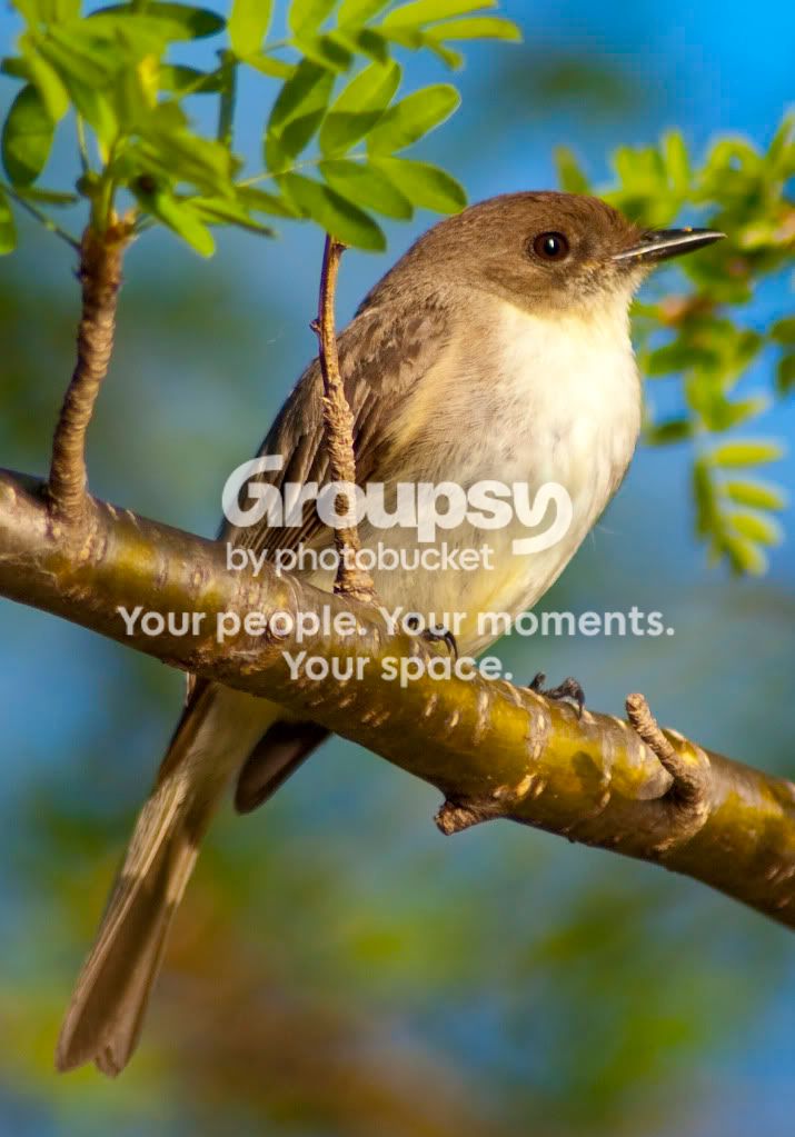 bird1.jpg