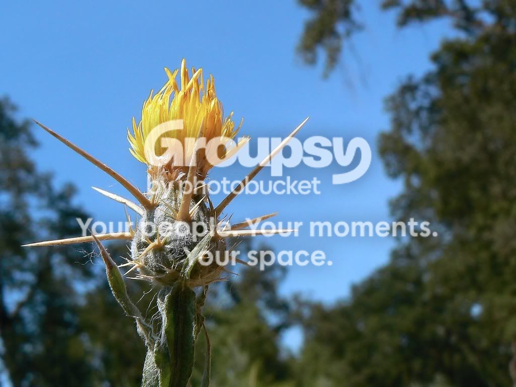 thistle_1.jpg