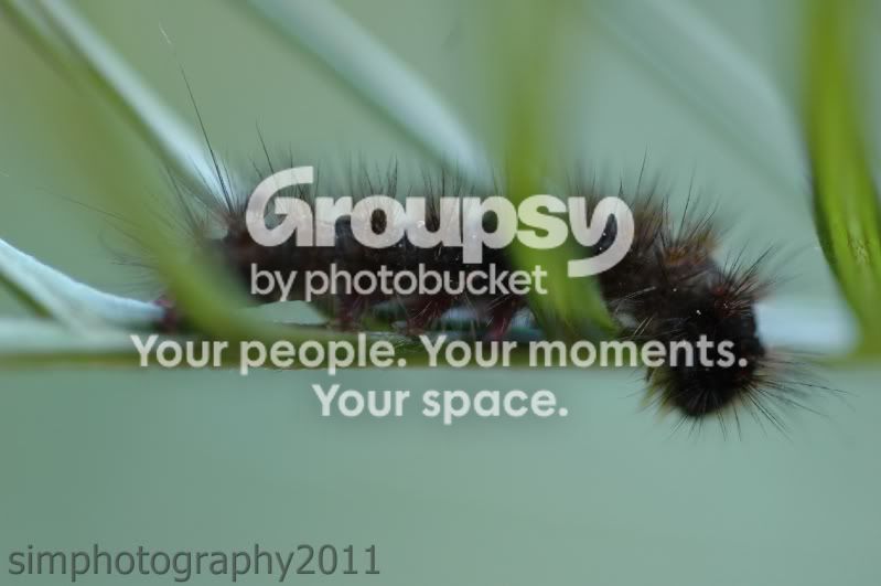 simonesphotos066.jpg