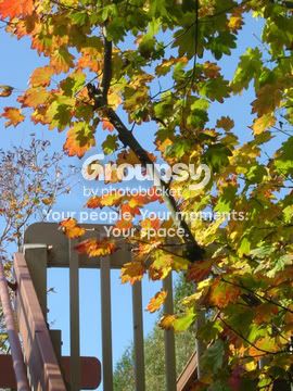 leaves1.jpg