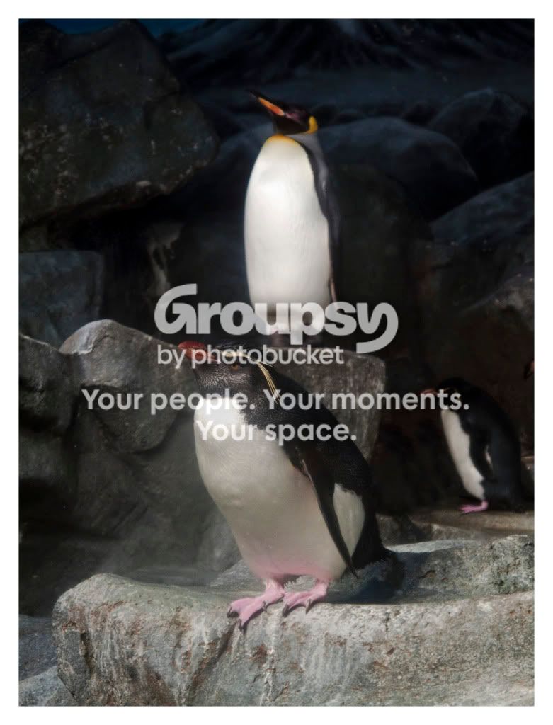 penguin.jpg