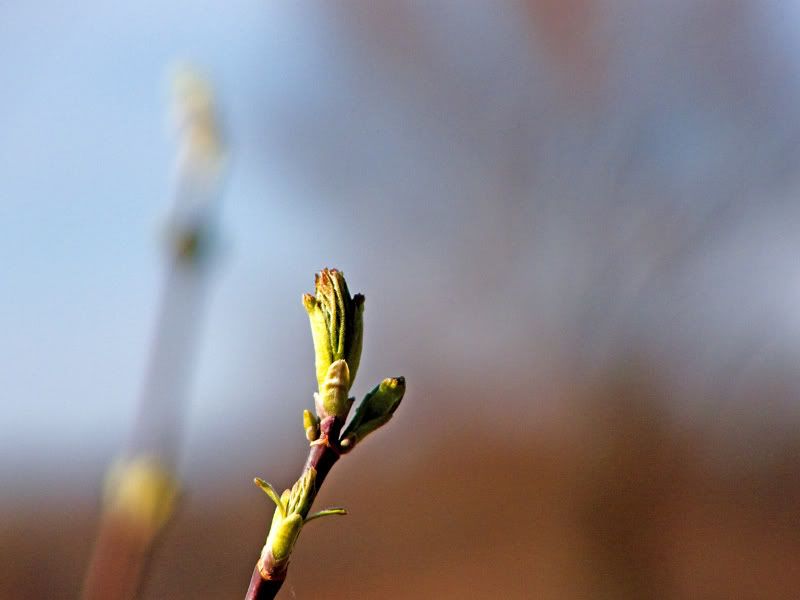 springbuds2.jpg
