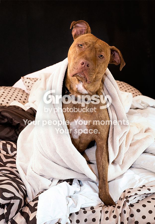 00cuddlesbed1_zps8ede3b2e.jpg