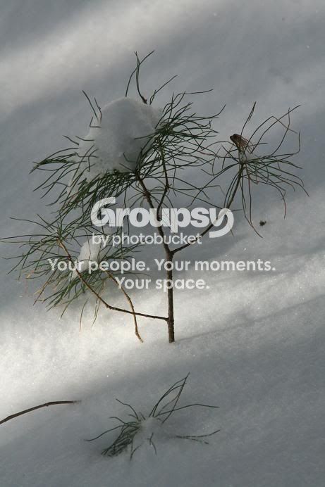 Snow11.jpg