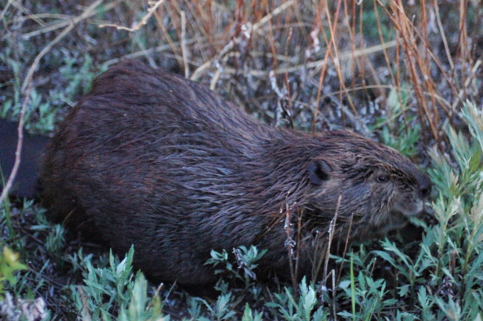 beaver.jpg