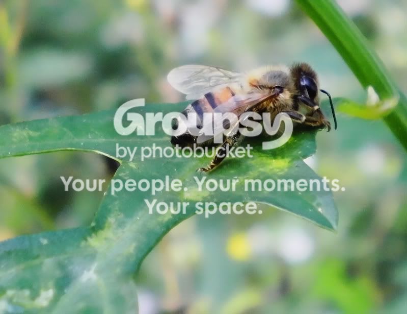 bee.jpg