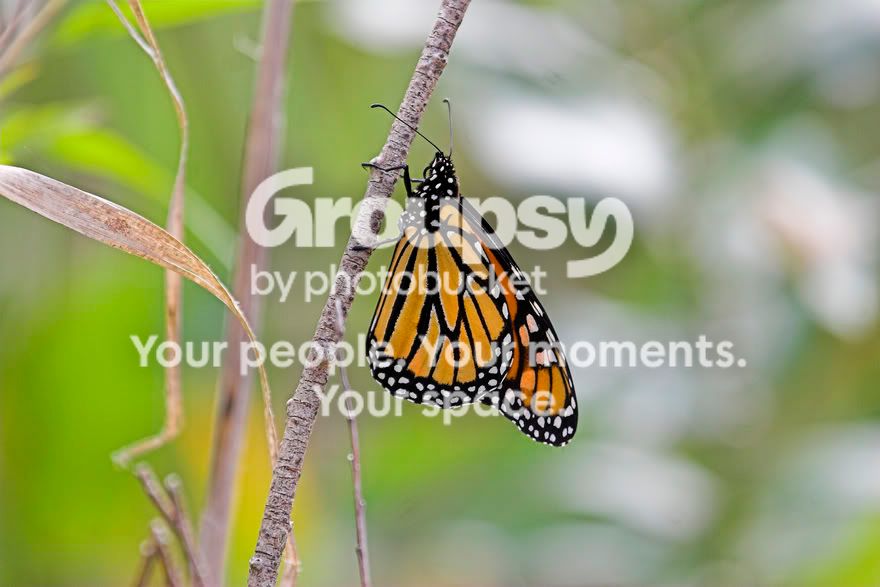 Monarch1.jpg