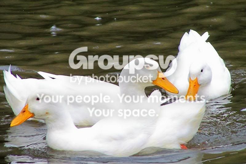 100_4194c.jpg