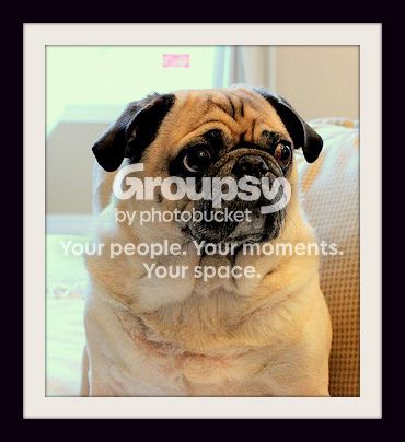 PugPicture.jpg