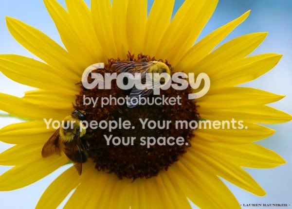 BeesonaSunflower.jpg