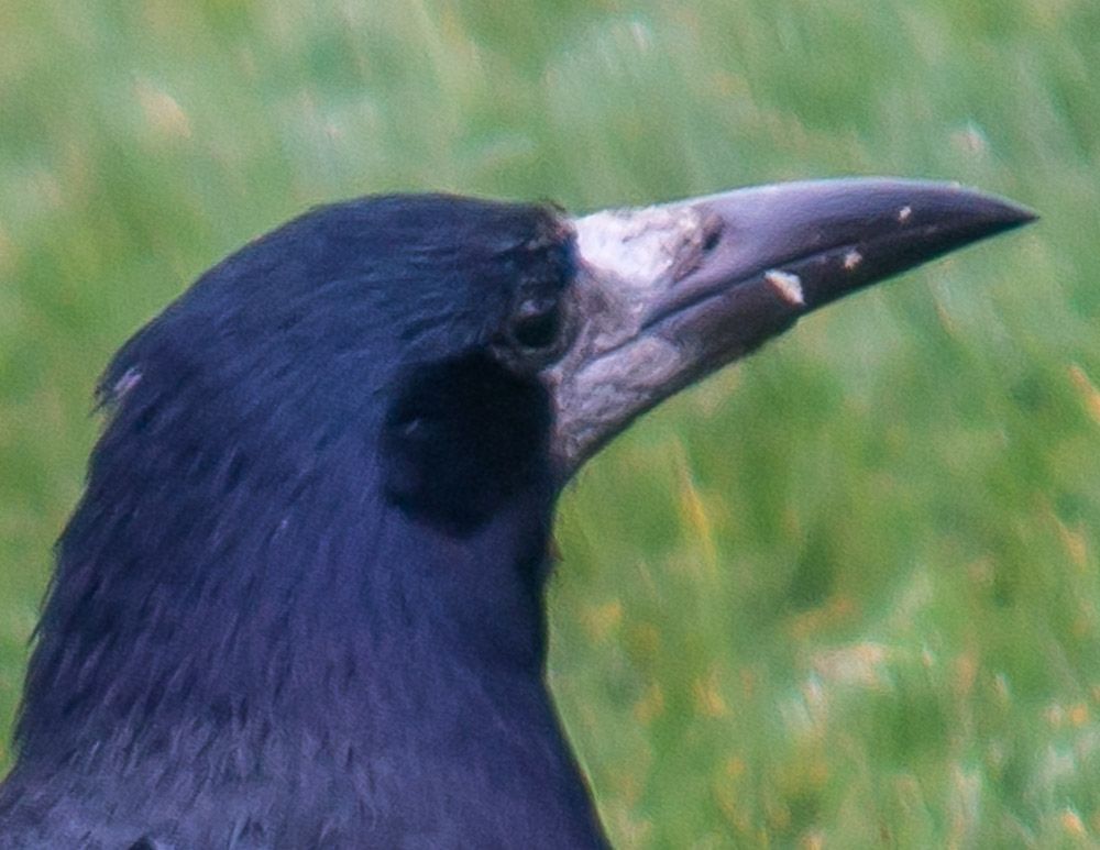 crow-2_zps6fdfefa6.jpg