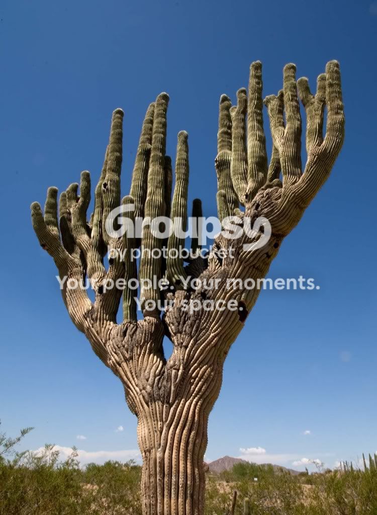 cactus2.jpg