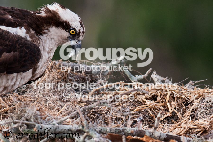 _ECD5696-copy900.jpg