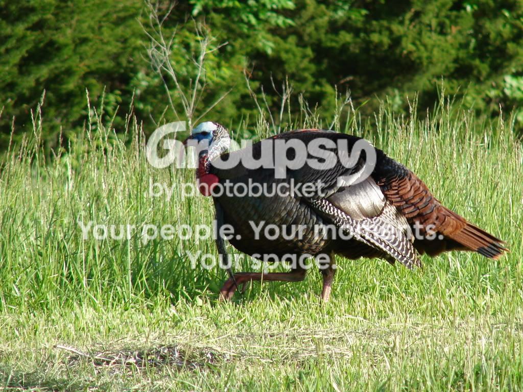 gobbler002.jpg