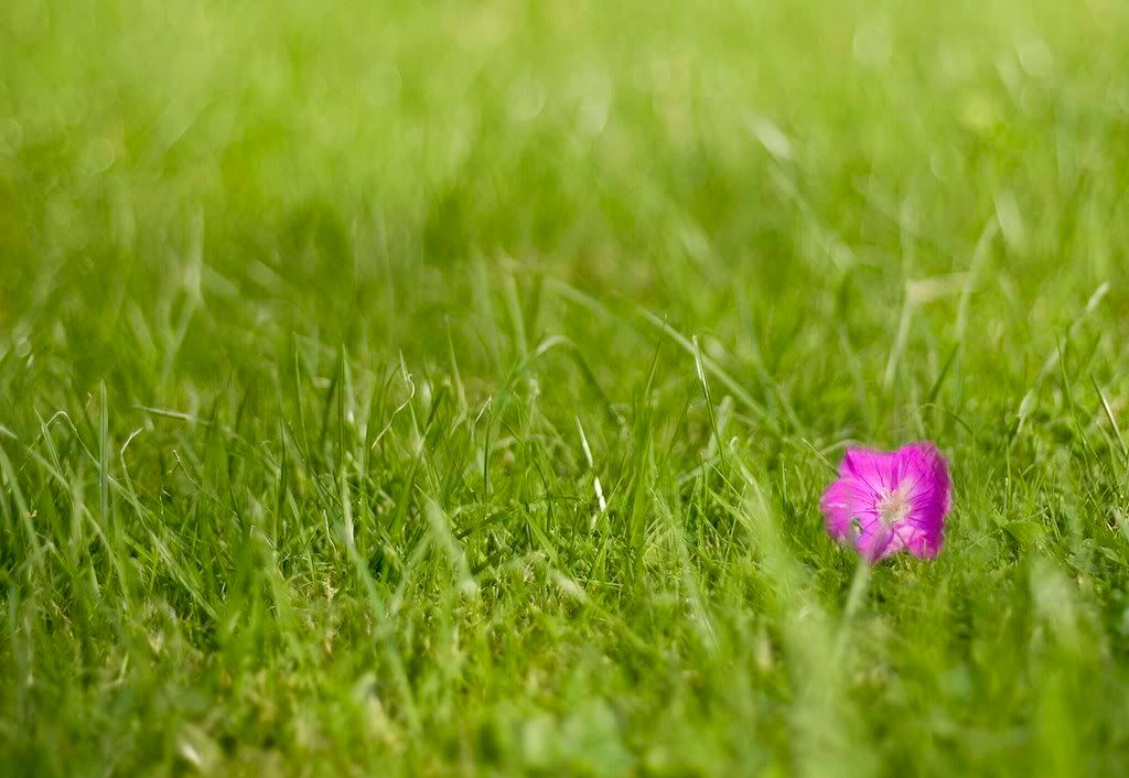_MG_1206PinkFlowerSmallJPEG.jpg